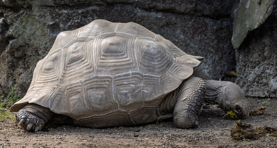 Giant tortoise