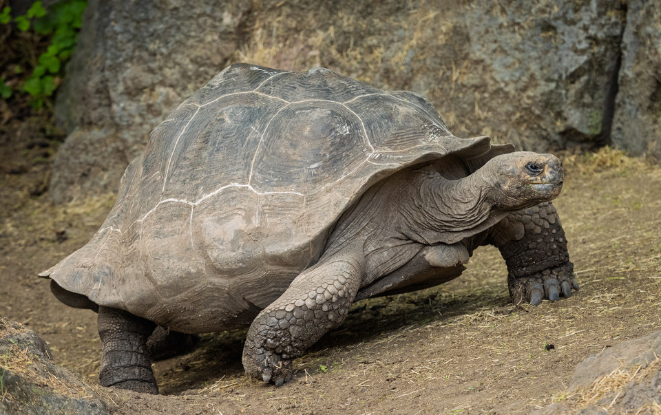 Giant tortoise