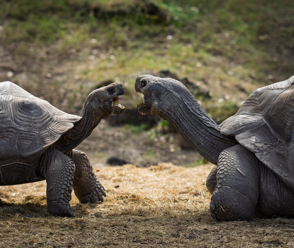 Tortoises, face to face