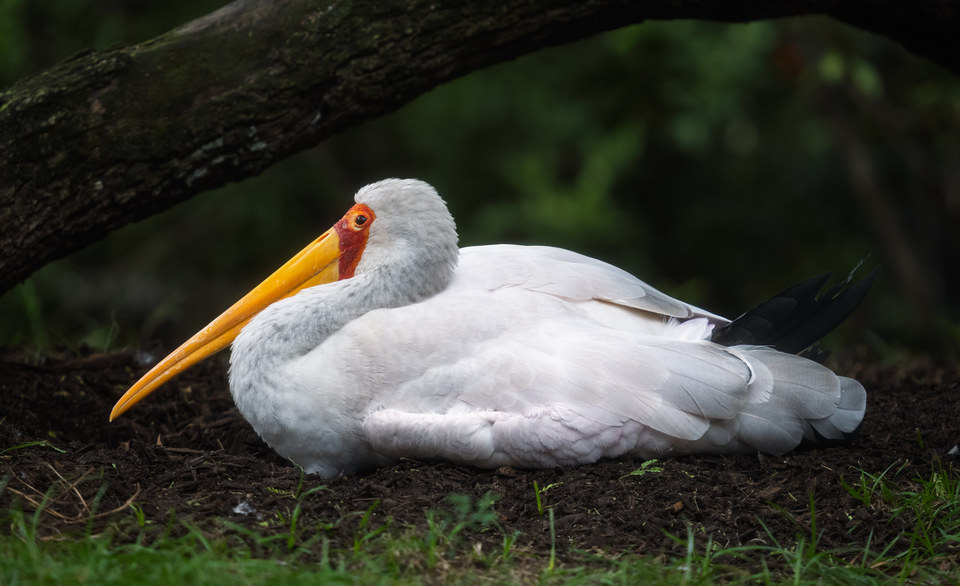 Yellow-billed stork