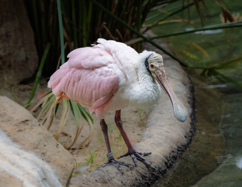 Roseate spoonbill