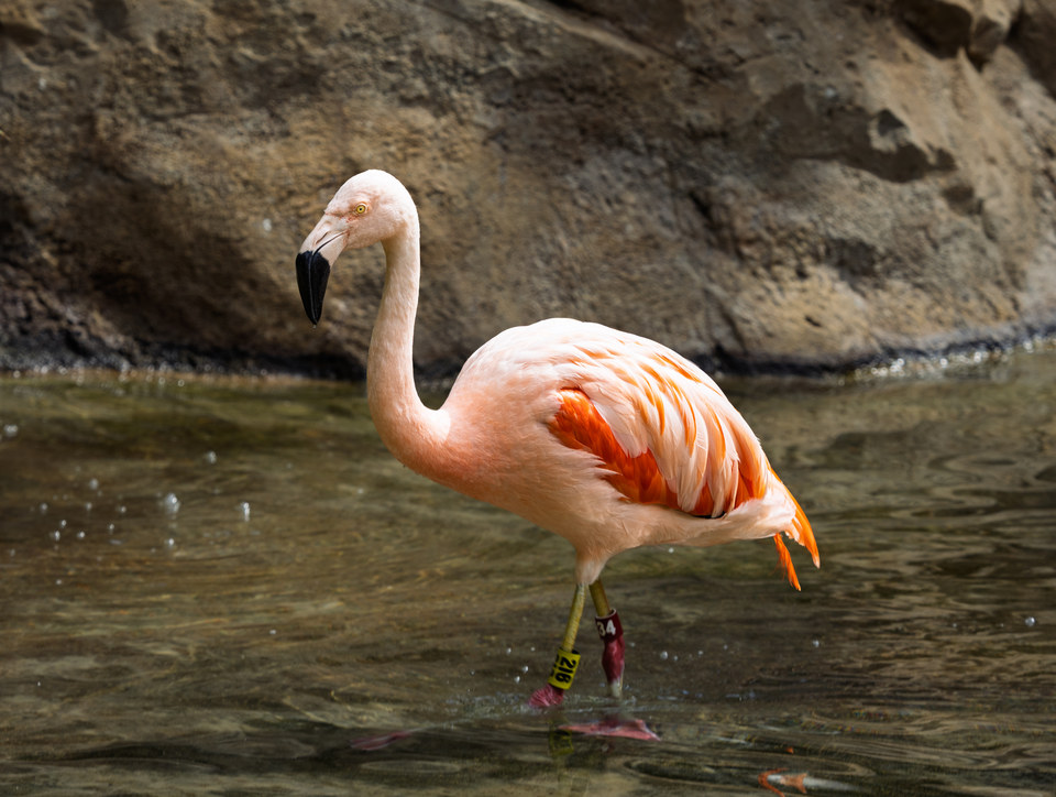Chilean flamingo