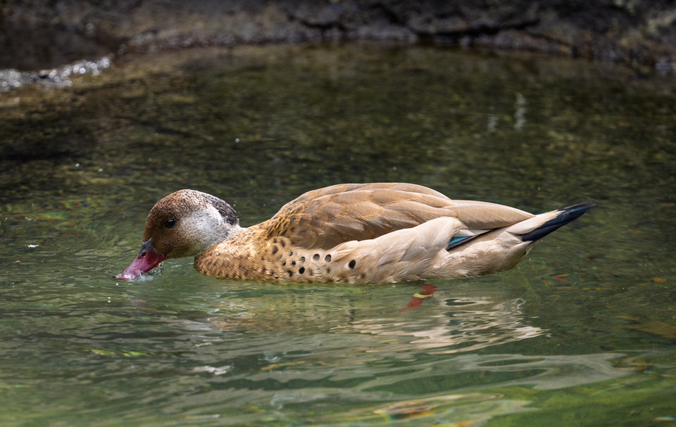 Duck