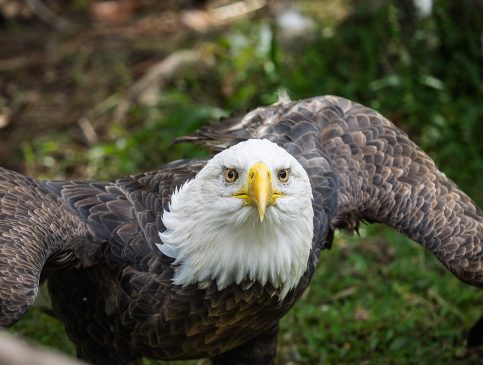 Bald eagle
