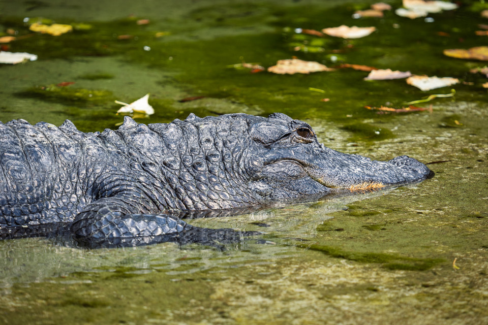 American alligator