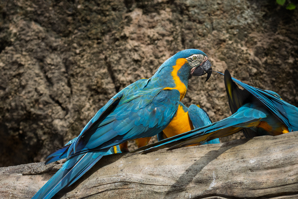 Blue-and-yellow macaws