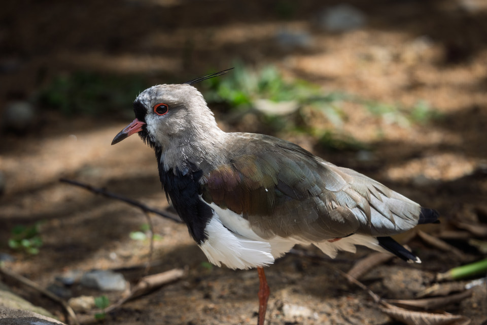 Southern lapwing