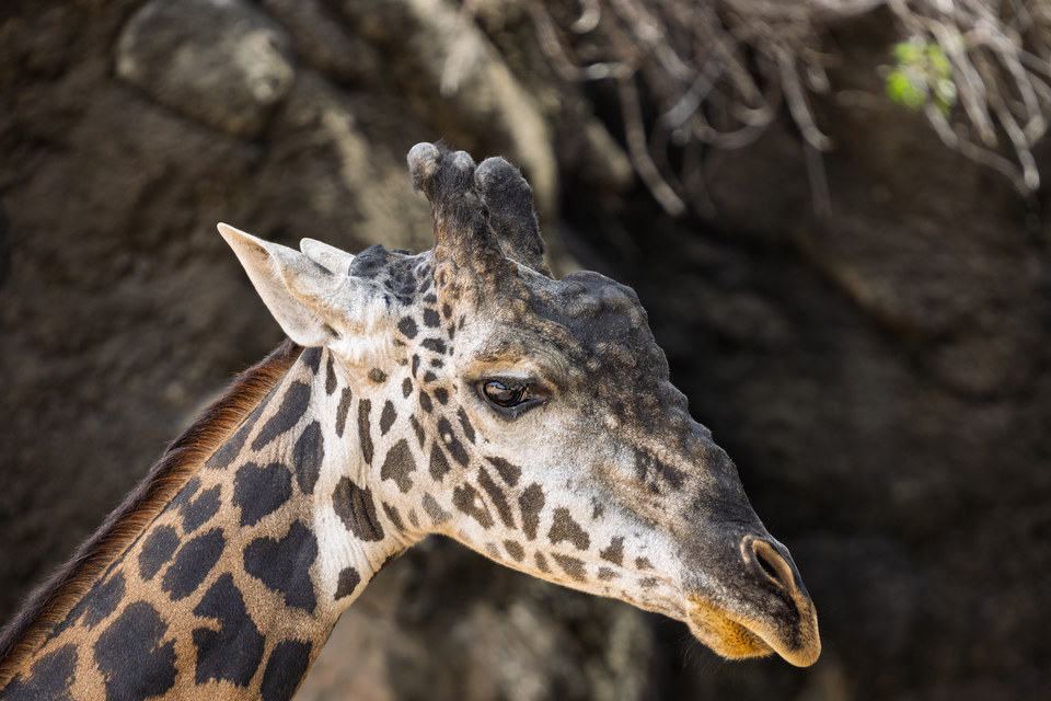 Giraffe