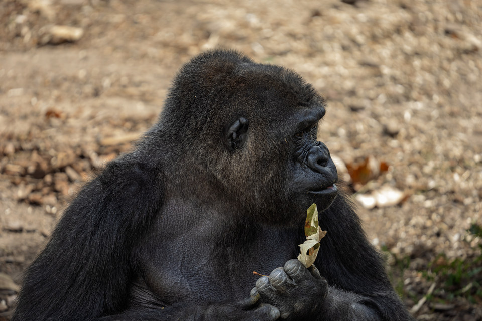 Western lowland gorilla