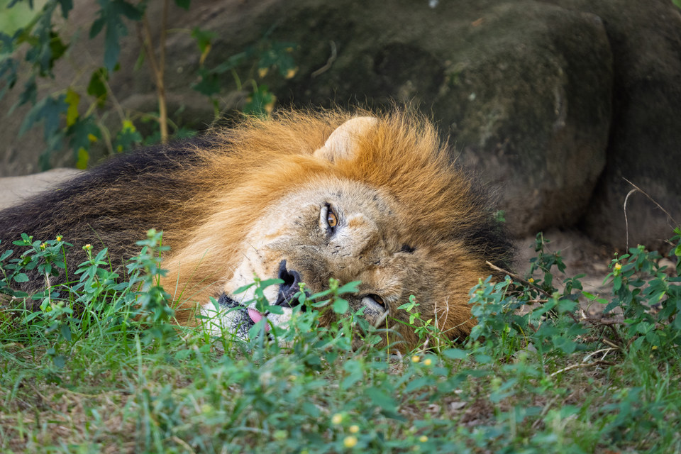Lion